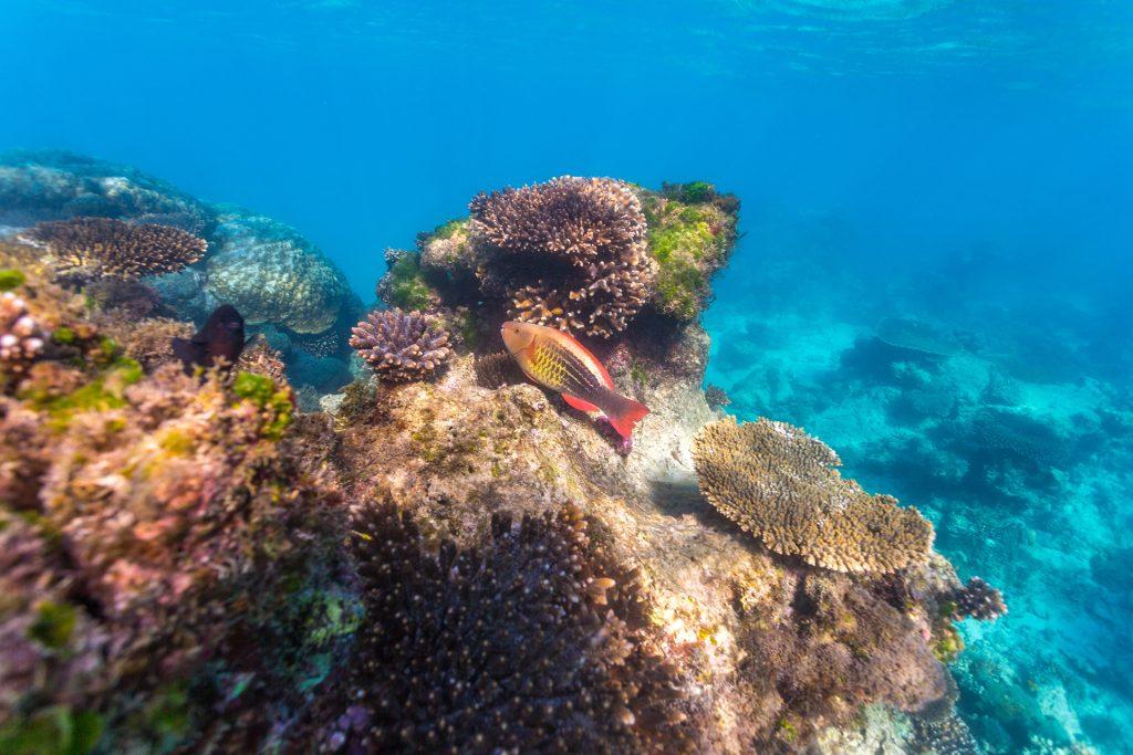 Fish and coral on the Ningaloo Reef, Western Australia